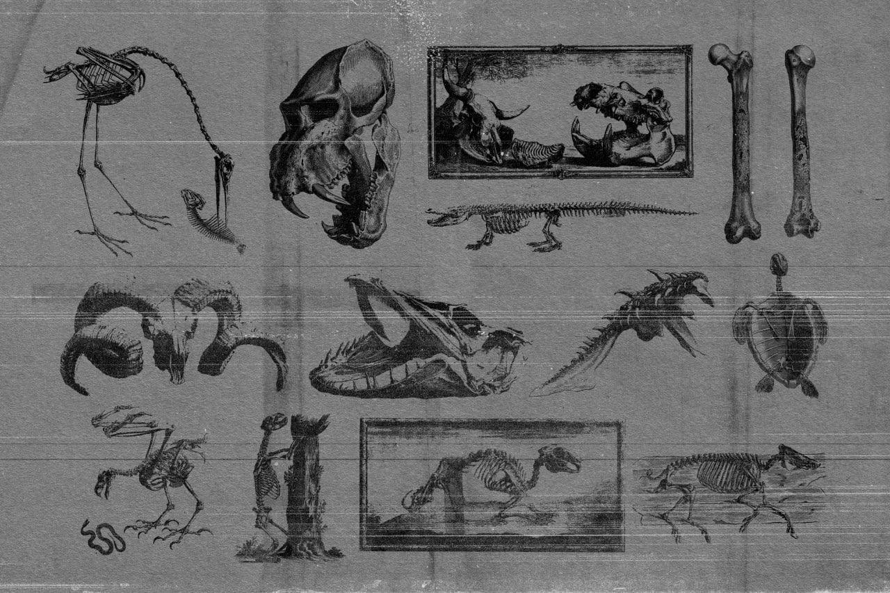 +80 Skeletons Elements